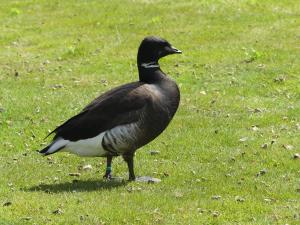 Bernache cravant (Branta bernicla)