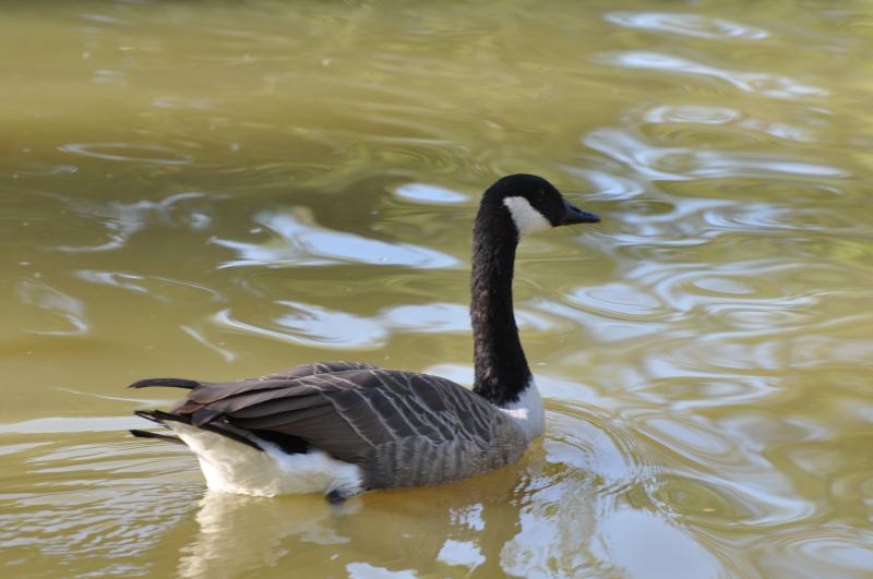 Bernache du Canada (Branta canadensis)