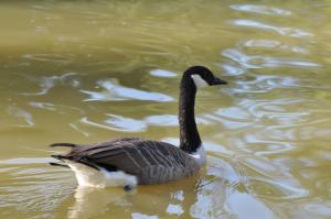 Bernache du Canada (Branta canadensis)