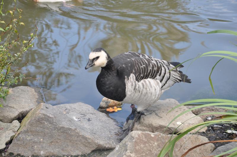 Bernache nonnette (Branta leucopsis)