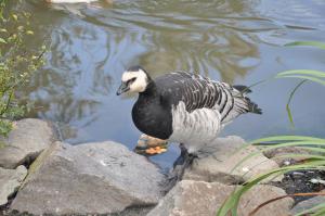 Bernache nonnette (Branta leucopsis)