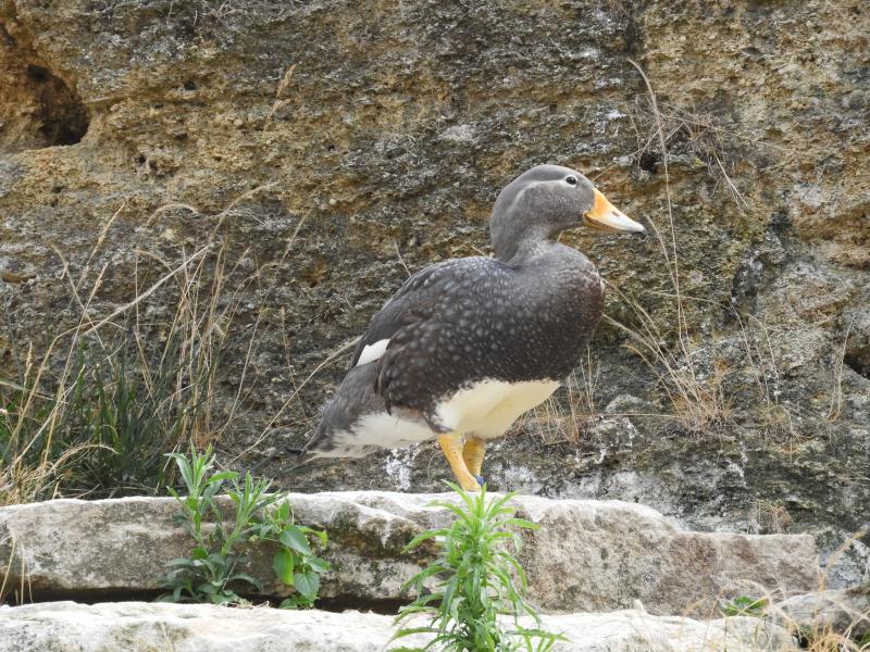 Brassemer cendré (Tachyeres pteneres)