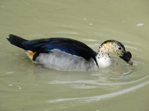 Canard à bosse - Ansériformes (Sarkidiornis melanotos)