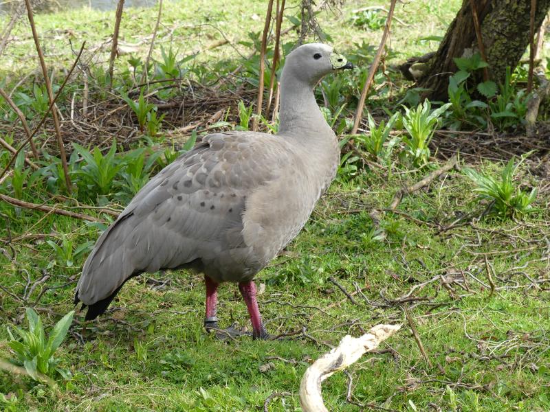 Céréopse cendré (Cereopsis novaehollandiae)