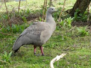 Céréopse cendré (Cereopsis novaehollandiae)