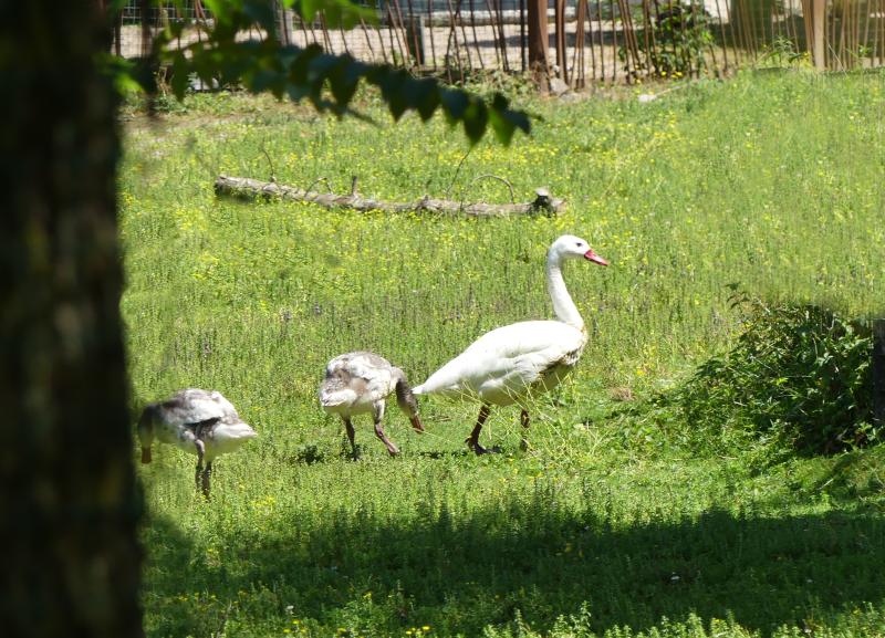 Coscoroba blanc (Coscoroba coscoroba)
