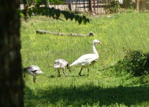 Coscoroba blanc (Coscoroba coscoroba)