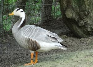 Oie à tête barrée - Ansériformes (Anser indicus)
