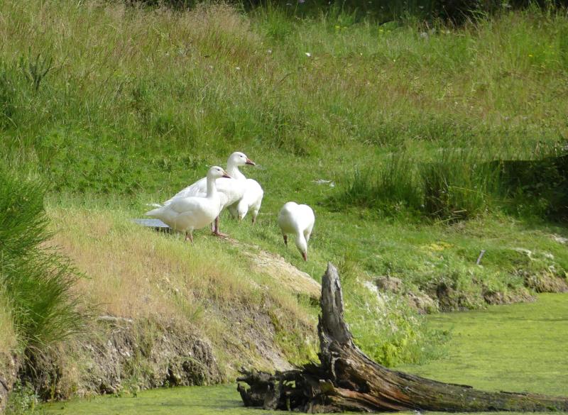 Oie des neiges (Anser caerulescens)