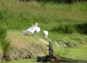 Oie des neiges (Anser caerulescens)