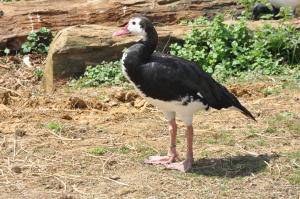 Oie-armée de Gambie (Plectropterus gambensis)