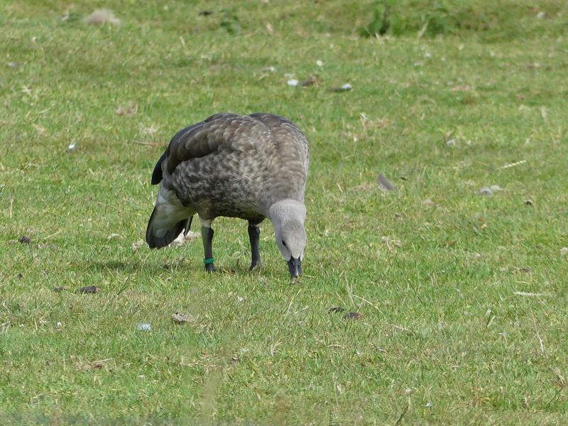 Ouette à ailes bleues (Cyanochen cyanoptera)