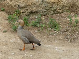 Ouette à tête rousse - Ansériformes (Chloephaga rubidiceps)