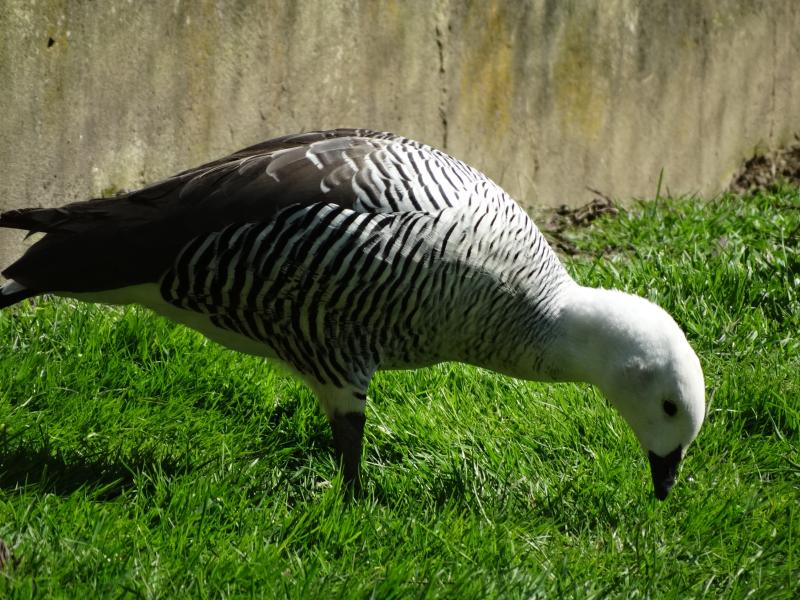 Ouette de Magellan (Chloephaga picta)
