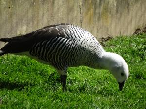Ouette de Magellan - Ansériformes (Chloephaga picta)