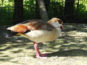 Ouette d'Égypte (Alopochen aegyptiaca)