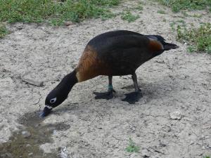 Tadorne d'Australie (Tadorna tadornoides)