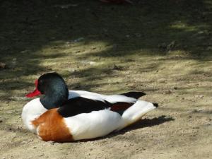 Tadorne de Belon - Ansériformes (Tadorna tadorna)