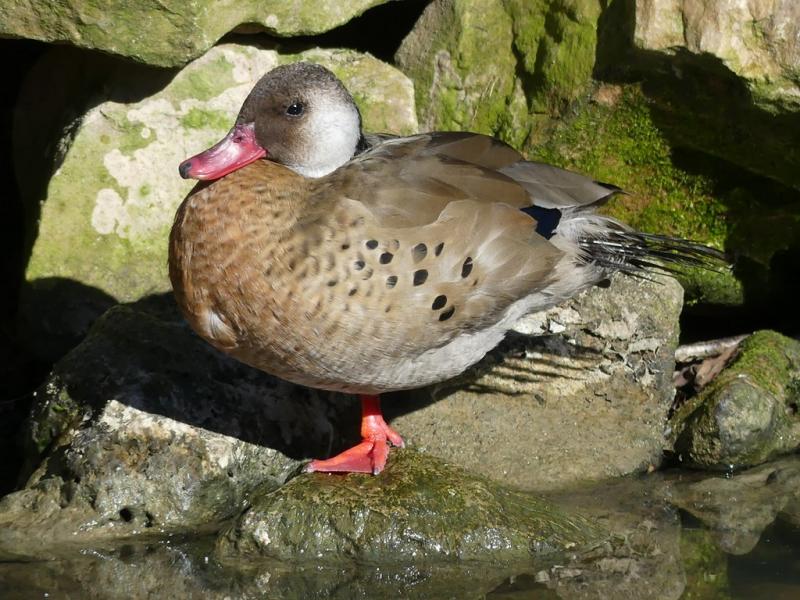 Amazonette du Brésil (Amazonetta brasiliensis)