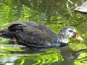 Canard à ailes blanches (Asarcornis scutulata)