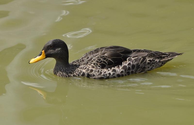 Canard à bec jaune (Anas undulata)