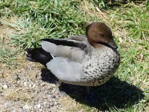 Canard à crinière (Chenonetta jubata)
