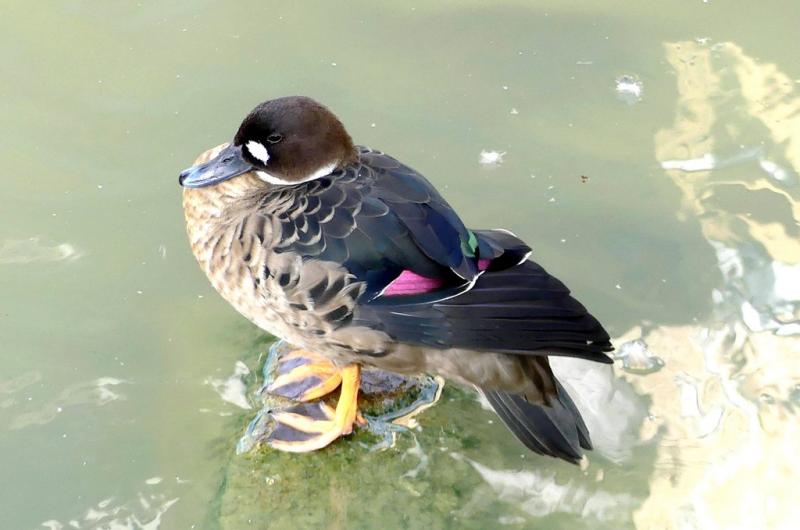Canard à lunettes (Speculanas specularis)