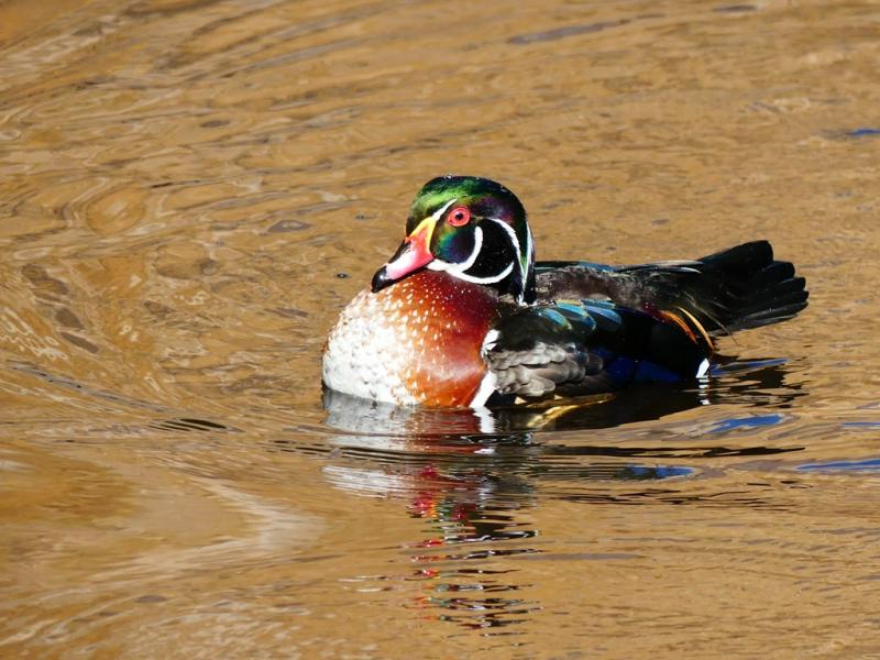 Canard carolin (Aix sponsa)