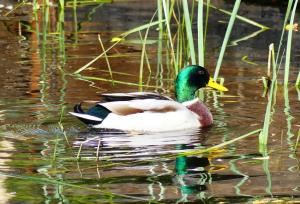 Canard colvert (Anas platyrhynchos)