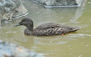 Canard de Meller (Anas melleri)