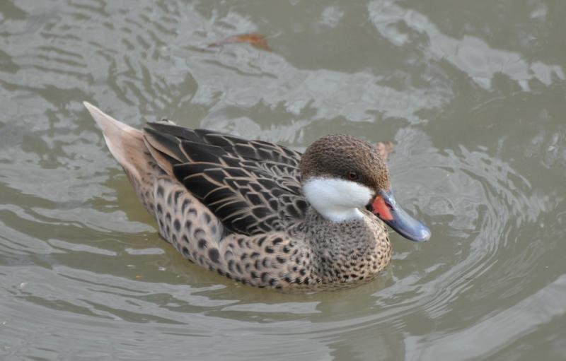 Canard des Bahamas (Anas bahamensis)