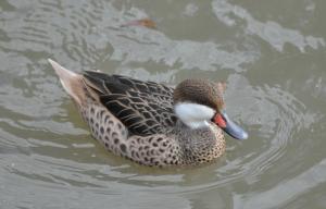 Canard des Bahamas (Anas bahamensis)