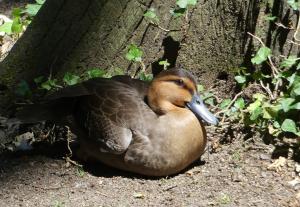 Canard des Philippines (Anas luzonica)