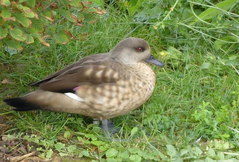 Canard huppé (Lophonetta specularioides)