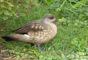 Canard huppé (Lophonetta specularioides)