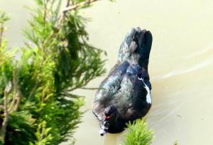 Canard musqué (Cairina moschata)