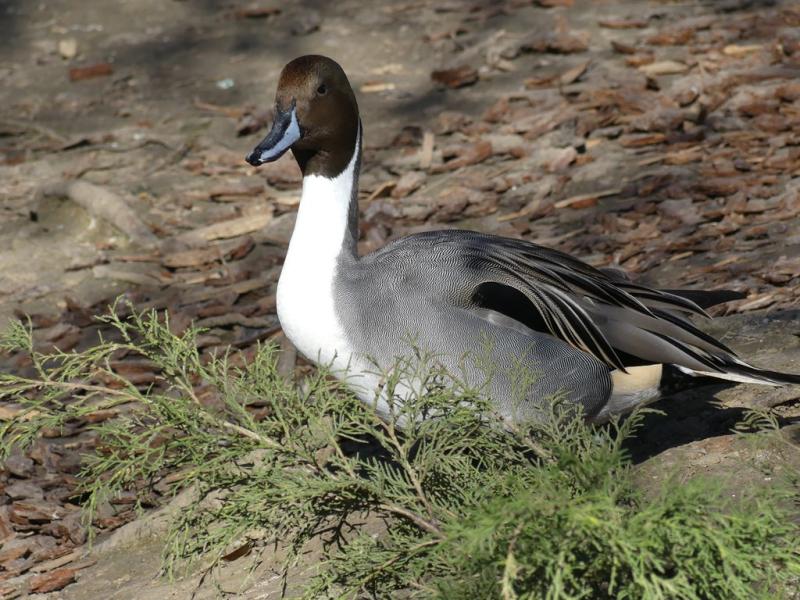 Canard pilet d'Europe (Anas acuta)