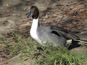 Canard pilet d'Europe (Anas acuta)