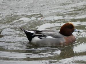 Canard siffleur d'Europe (Mareca penelope)