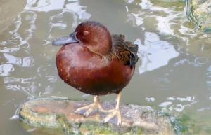 Sarcelle cannelle - Ansériformes (Spatula cyanoptera)