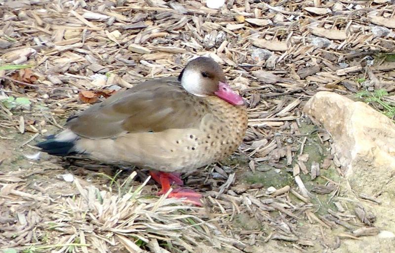 Sarcelle du Brésil (Amazonetta brasiliensis)