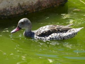 Sarcelle du Cap (Anas capensis)