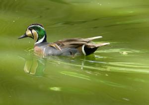 Sarcelle élégante - Ansériformes (Sibirionetta formosa)