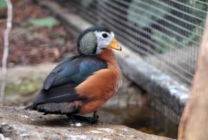 Ansériformes (Canards - Oies - Cygnes - Kamichi)