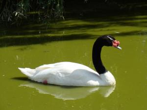 Cygne à cou noir - Ansériformes (Cygnus melancoryphus)
