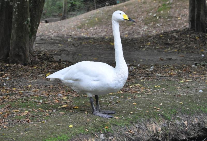 Cygne chanteur (Cygnus cygnus cygnus)