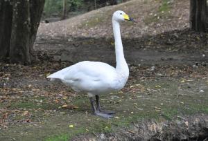 Cygne chanteur (Cygnus cygnus cygnus)