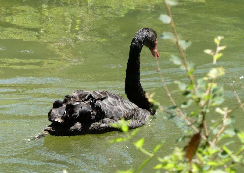Cygne noir (Cygnus atratus)