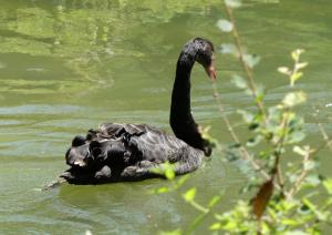 Cygne noir (Cygnus atratus)
