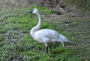 Cygne trompette - Ansériformes (Cygnus cygnus buccinator)